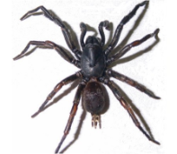 Funnel web spider (m)