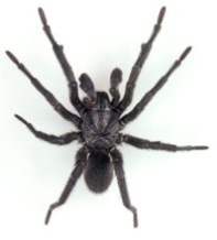 Trapdoor Spider (m)
